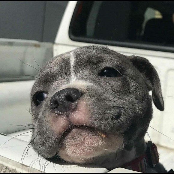 Meet your Posher, Chris - Picture 1 of 1